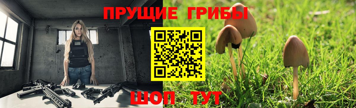 Псилоцибиновые грибы Cubensis  Мурино  Псилоцибиновые грибы Psilocybine cubensis 